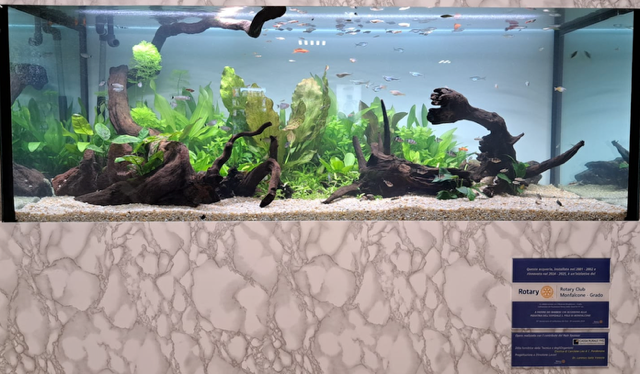 RC Monfalcone Grado: UN NUOVO ACQUARIO PER PICCOLI PAZIENTI